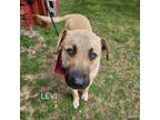Adopt Levi a Mixed Breed, Yellow Labrador Retriever