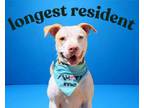 Adopt TANNER a Pit Bull Terrier