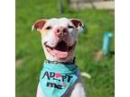 Adopt TANNER a Pit Bull Terrier