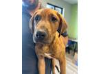 Adopt Elmore Dollar a Hound, Mixed Breed