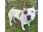 Adopt Fievel a American Staffordshire Terrier, Mixed Breed