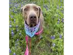 Adopt Sterling a Blue Lacy