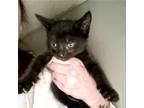 Adopt IGOR 3 a Domestic Short Hair