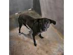 Adopt Billy Black / 0235 a Labrador Retriever