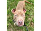 Adopt Sunny a Pit Bull Terrier
