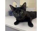 Adopt Kit a Domestic Short Hair