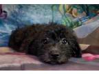 Adopt Dash a Poodle, Shih Tzu