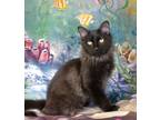 Adopt Soy Sauce a Maine Coon, Domestic Long Hair