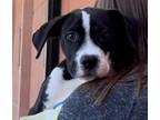 Adopt Ace a Labrador Retriever, Pit Bull Terrier