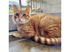 Adopt Leo a Domestic Short Hair