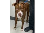 Adopt Reggie a Pit Bull Terrier, Mixed Breed
