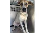 Adopt Optimus Prime a Great Dane, Mixed Breed