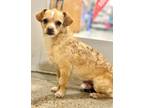 Adopt Frank a Norfolk Terrier, Mixed Breed