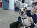 Adopt Dino a Pit Bull Terrier, Mixed Breed