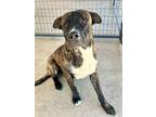 Adopt Patch a Mastiff, Dutch Shepherd