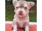 Chihuahua Puppy for sale in Roland, OK, USA