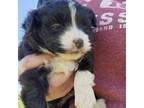 Aussiedoodle Puppy for sale in Lockwood, MO, USA