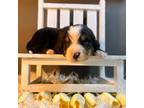 Bernese Mountain Dog Puppy for sale in Elizabeth City, NC, USA