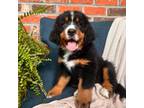 Bernese Mountain Dog Puppy for sale in Elizabeth City, NC, USA