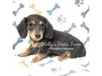 Dachshund Puppy for sale in Cleveland, TN, USA