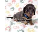 Dachshund Puppy for sale in Cleveland, TN, USA