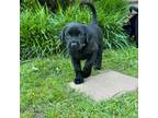 Labrador Retriever Puppy for sale in Nettleton, MS, USA