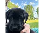 Labrador Retriever Puppy for sale in Nettleton, MS, USA