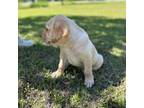 Labrador Retriever Puppy for sale in Nettleton, MS, USA