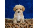 Cavapoo Puppy for sale in Donna, TX, USA