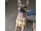 Adopt Takoda a Great Dane, German Shepherd Dog