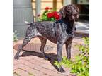 Adopt Bradley a German Shorthaired Pointer