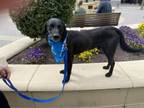 Adopt Ralphie a Labrador Retriever, Mixed Breed