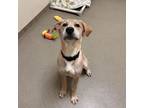 Adopt Victor a Yellow Labrador Retriever