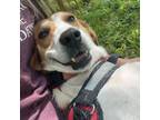 Adopt St. Nick a Foxhound