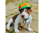 Adopt Leap Frog a Mixed Breed