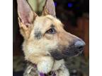 Adopt Dirk (FKA Duke) a German Shepherd Dog