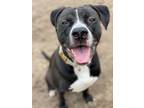 Adopt 2404-1029 Kratos a Pit Bull Terrier