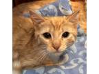 Adopt Simba a Domestic Short Hair