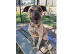 Adopt Racer a Mixed Breed