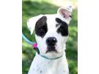 Adopt Pete a Pit Bull Terrier, Hound