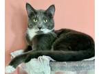 Adopt Mr Castleton a Domestic Short Hair