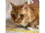 Adopt Bo Berry Biscuit a Domestic Medium Hair