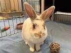 Adopt Bun Jovi a Rex