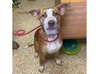 Adopt Connor a Pit Bull Terrier, Cattle Dog