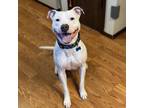 Adopt Oso - AVAILABLE a Pit Bull Terrier