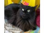 Adopt Euegene a Domestic Long Hair