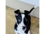 Adopt Pacheco a Border Collie, Mixed Breed