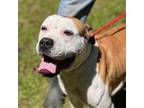 Adopt Cantley a Mixed Breed
