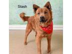 Adopt Stash a Chow Chow