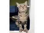 Adopt Gigi a Domestic Medium Hair, Domestic Short Hair